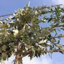 Lei Olijfwilg (Elaeagnus)